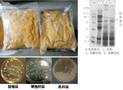 优质生物发酵饲料高效稳定化生产技术.jpg