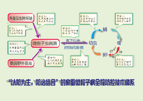 家蚕微粒子病全程防控技术体系图示.png